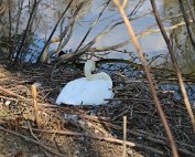 Schwan 8.4.2020007