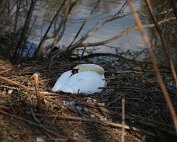 Schwan 8.4.2020008