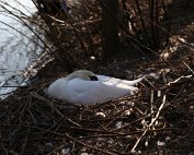 Schwan 8.4.2020009