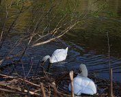 Schwan 8.4.2020010