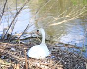 Schwan 8.4.2020011