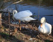 Schwan 8.4.2020013