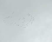 Kranich 19.2.2021 005