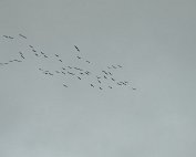 Kranich 19.2.2021 006