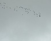 Kranich 19.2.2021 007