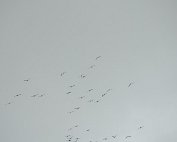 Kranich 19.2.2021 008