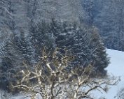 Natur 15.1.2021 022