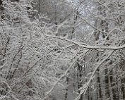 Natur 15.1.2021 027