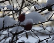 Natur 15.1.2021 030