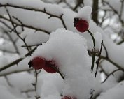 Natur 15.1.2021 032