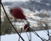 Natur 15.1.2021 033