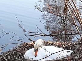 Schwan 10.4.2021