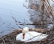 Schwan 10.4.2021 001