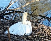 Schwan 10.4.2021 002