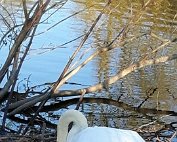 Schwan 10.4.2021 003