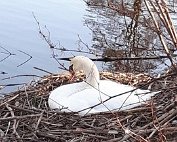 Schwan 10.4.2021 004