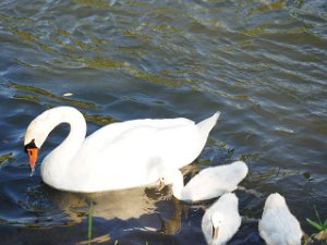 Schwan 16.6.2022