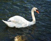 Schwan 16.6.2022 0004