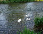 Schwan 16.6.2022 0005