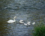 Schwan 16.6.2022 0008