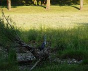 Schwan 16.6.2022 0014