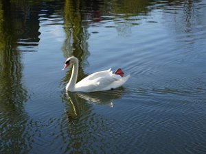 Schwan 18.4.2022