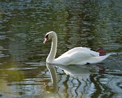 Schwan 18.4.2022 0005