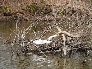 Schwan 9.4.2022